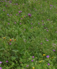 Centaurea jacea jacea