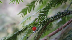 Taxus globosa