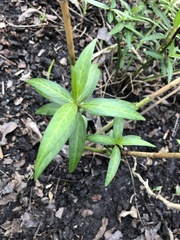 Asclepias perennis