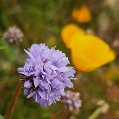 Gilia capitata