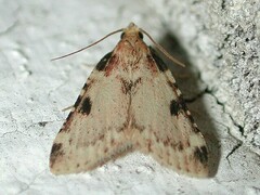 Aglossa costiferalis