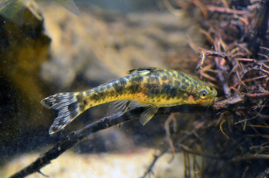 Arnold's Sucker Catfish
