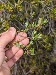 Quercus × acutidens