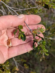 Quercus × acutidens