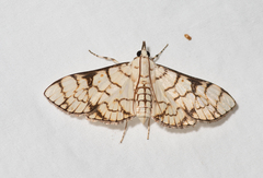 Aphytoceros lucusalis