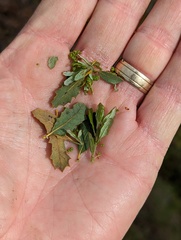 Quercus × acutidens