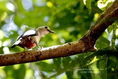 Melanerpes