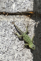 Sceloporus malachiticus
