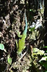 Sceloporus malachiticus