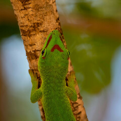 Phelsuma grandis