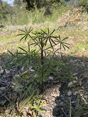 Lupinus truncatus