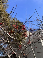 Crataegus phaenopyrum