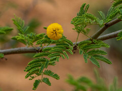 Vachellia farnesiana image