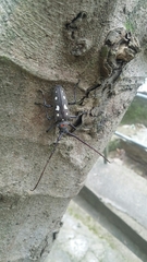 Batocera rubus