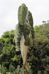 Ravenala madagascariensis