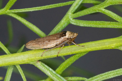 Sordana sordida