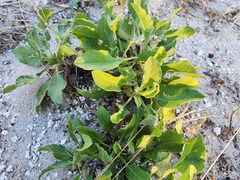 Heterotheca