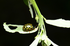 Calligrapha polyspila