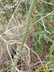 Smilax tamnoides