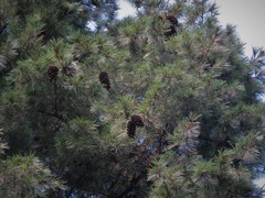 Pinus ayacahuite