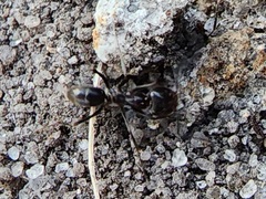 Dorymyrmex medeis