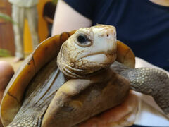 Indotestudo elongata