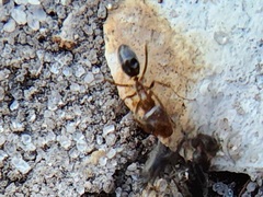 Dorymyrmex
