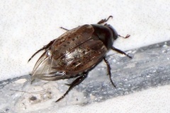 Anomala flavipennis