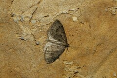 Triphosa dubitata