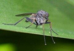 Rhagio