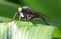Rhagio