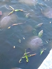 Apalone spinifera emoryi