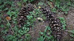 Pinus ayacahuite