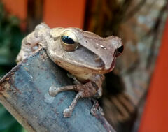 Polypedates leucomystax