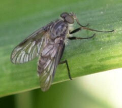 Rhagio