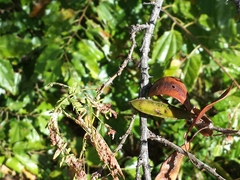 Mimosa lingvatouana