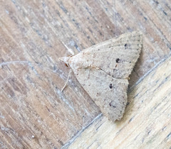 Lepidoptera
