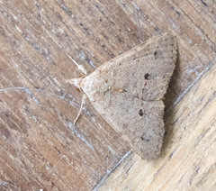 Lepidoptera