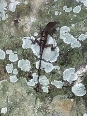 Anolis marmoratus