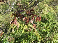 Mimosa lingvatouana