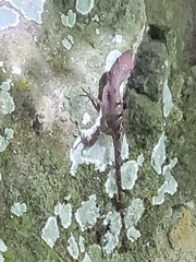 Anolis marmoratus