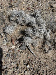 Grusonia clavata