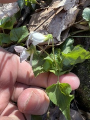 Viola canadensis