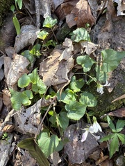 Viola canadensis