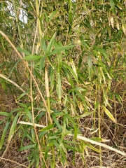 Phyllostachys aurea