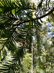 Taxus globosa