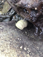 Strongylocentrotus purpuratus