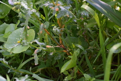 Puccinia lagenophorae