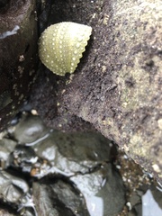 Strongylocentrotus purpuratus