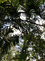 Taxus globosa
